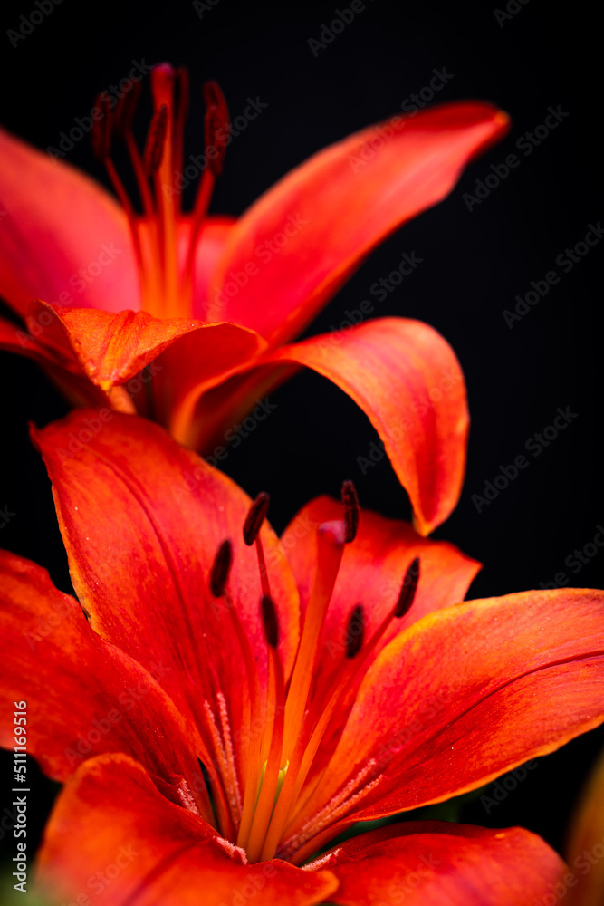 Macro of red lily Macro of red lily