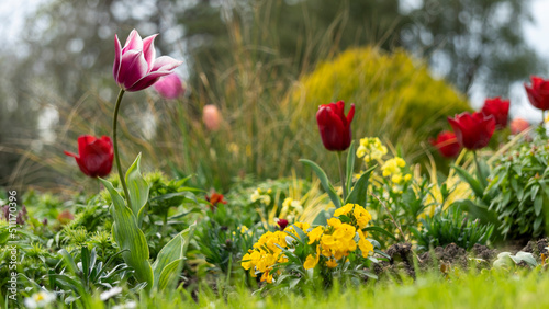  Close-up in the garden, on tulips in red and pink tones, and orange-yellow flowers, carpeting the ground, in a green setting