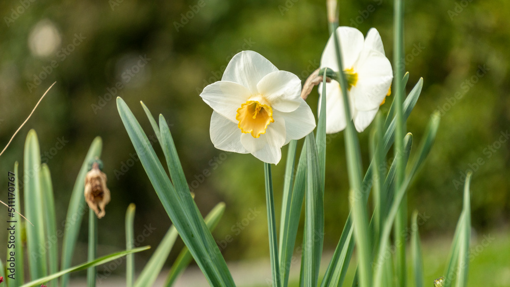 Beautiful narcissus in the garden, in spring, pretty ornamental white and yellow flower Beautiful narcissus in the garden, in spring, pretty ornamental white and yellow flower