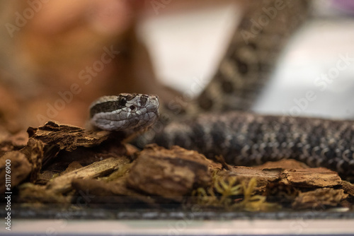 Western Massasauga Rattlesnake Sistrurus Catenatus Tergeminus
