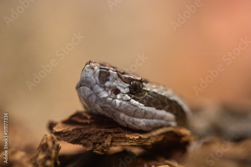 Western Massasauga Rattlesnake Sistrurus Catenatus Tergeminus Macro