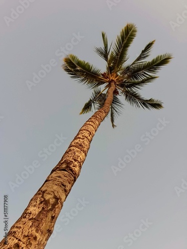 Palm Tree