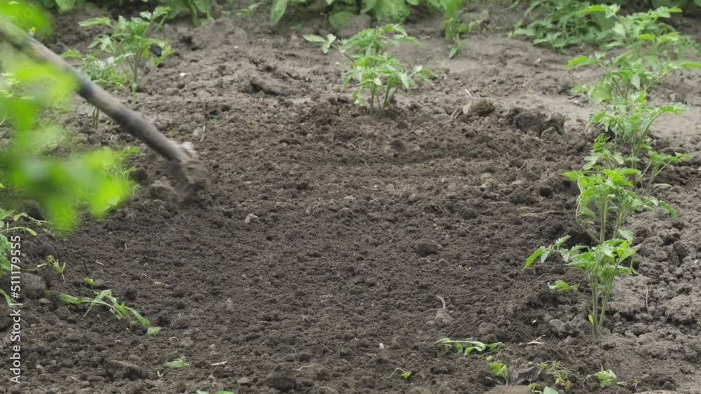 Rakes harrow the ground to remove the weeds. Preparation for landing