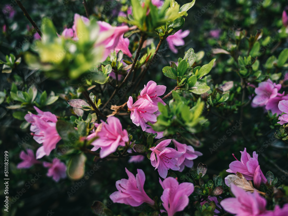 Fototapeta premium pink flowers in the garden