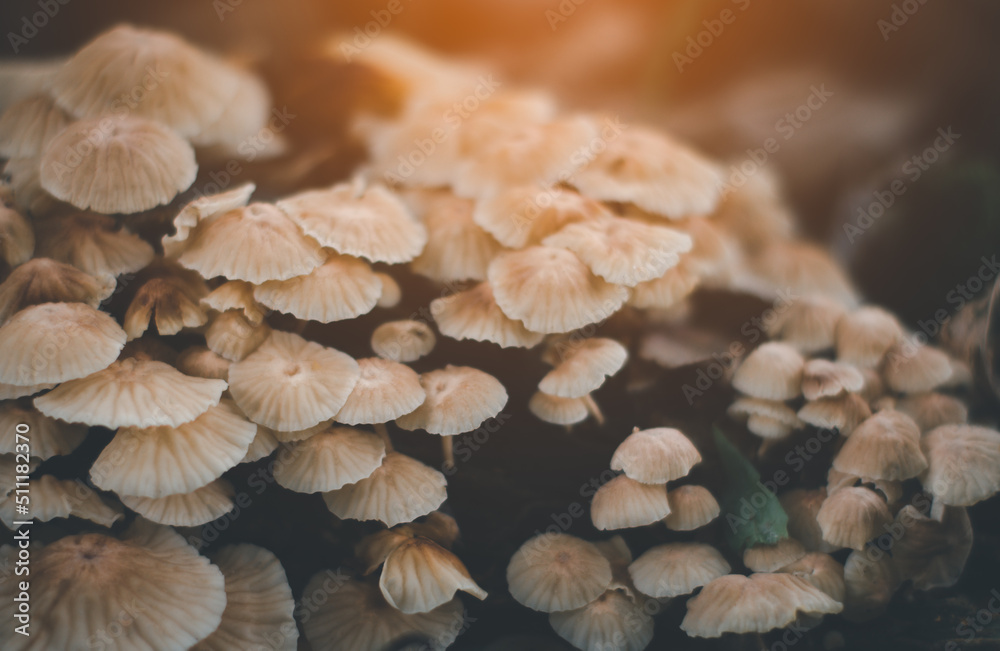 White mushroom White mushroom