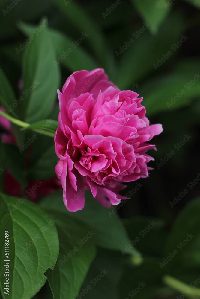 Pink flower in bloom Pink flower in bloom