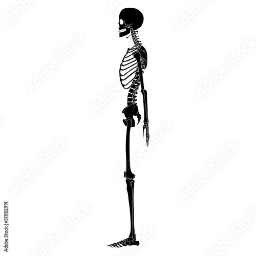 Skeleton silhouette Human body hands, legs, chests, heads, vertebra, pelvis, Thighs side lateral view flat black color concept Vector illustration of anatomy isolated on white background