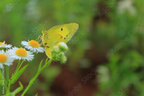 野花と蝶の接写