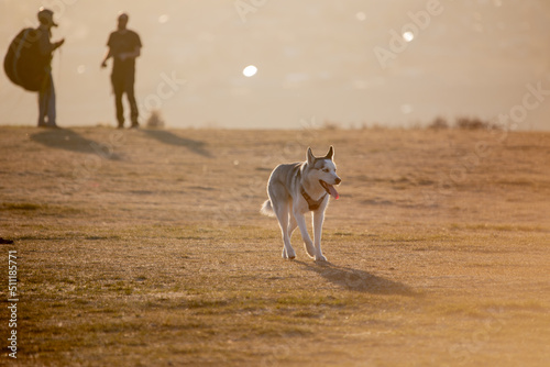 Summer sunset haze Siberian husky
