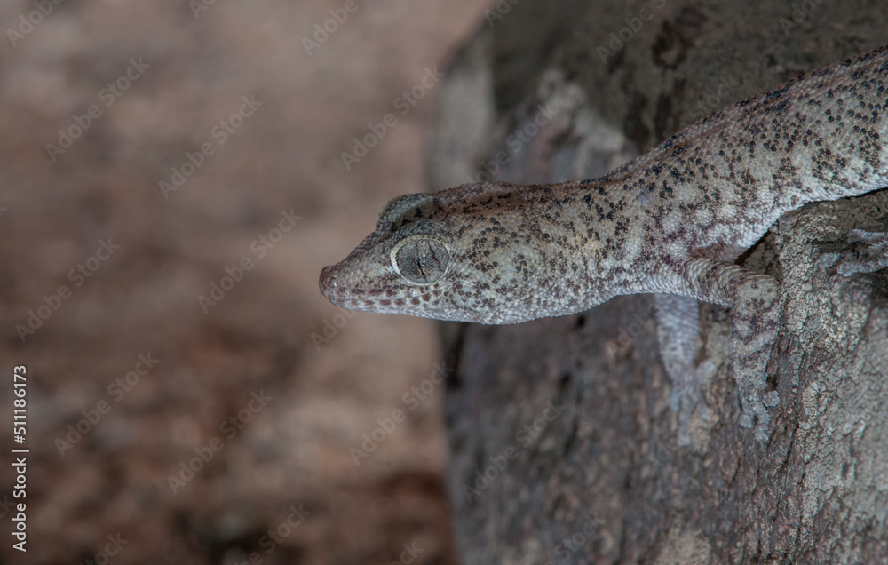 Fototapeta premium close up of salamander head in the desert