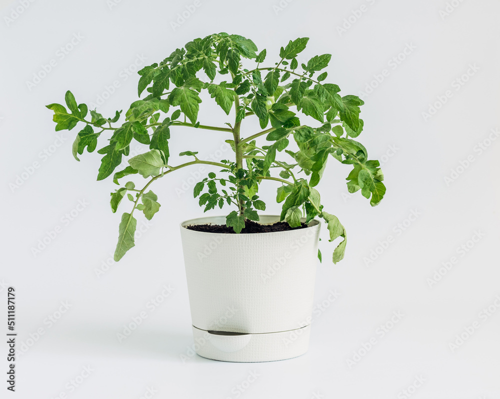 Tomato bush in a flower pot on white background.. Cherry tomatoes grown at home. Urban garden. Tomato bush in a flower pot on white background.. Cherry tomatoes grown at home. Urban garden.