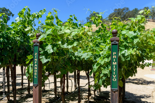 Zinfandel and Primitivo red wine grape variety outdoor signs on metal vertical end post in summer vineyard photo