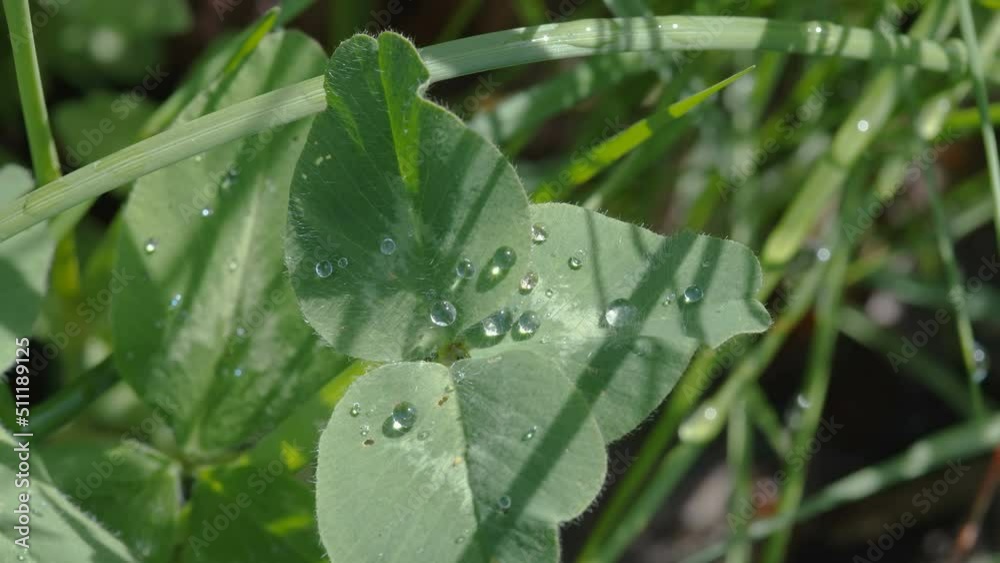 Closer look of the water moist on the leaf of the clover plant in the garden in Estonia Closer look of the water moist on the leaf of the clover plant in the garden in Estonia