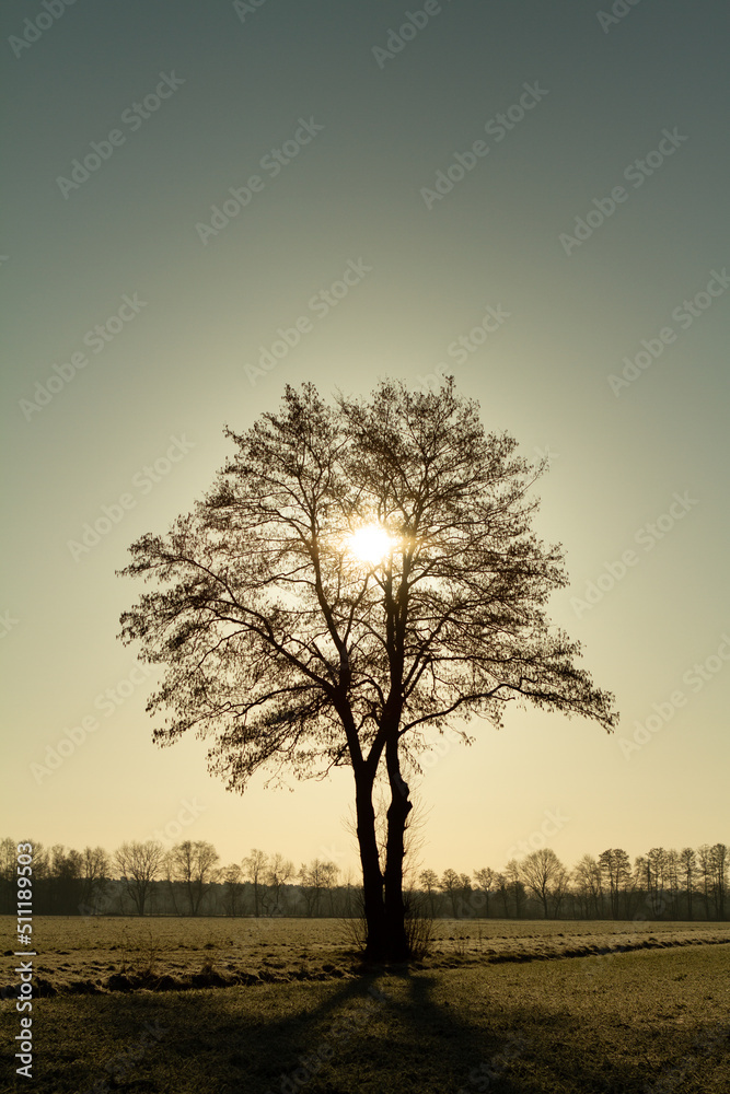 Sonne im Baum
