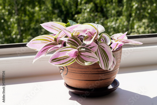 Home potted ornamental tradescantia plant on the bright windowsill of the room by the window. photo