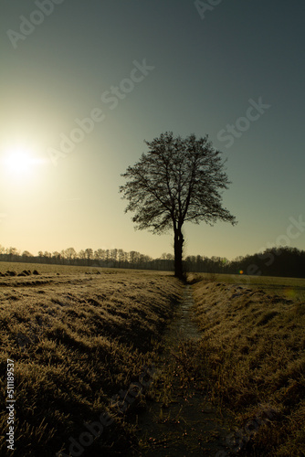 Graben und Baum