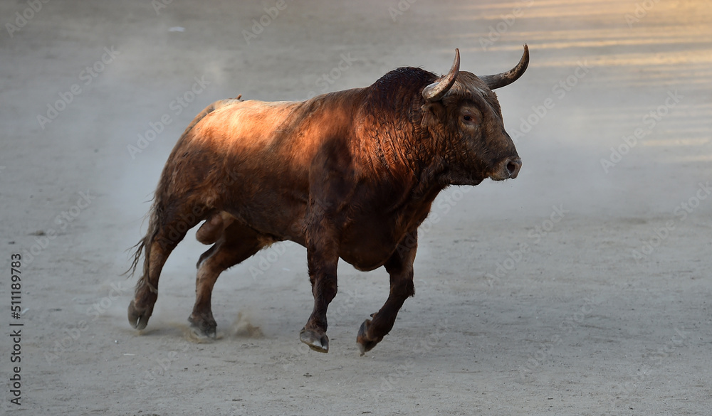 toro bravo español en un espectaculo taurino toro bravo español en un espectaculo taurino