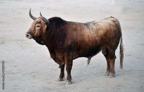 strong bull with big horns in spain