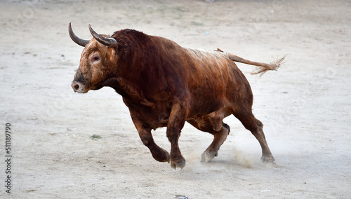 toro español con grandes cuernos en una corrida de toros