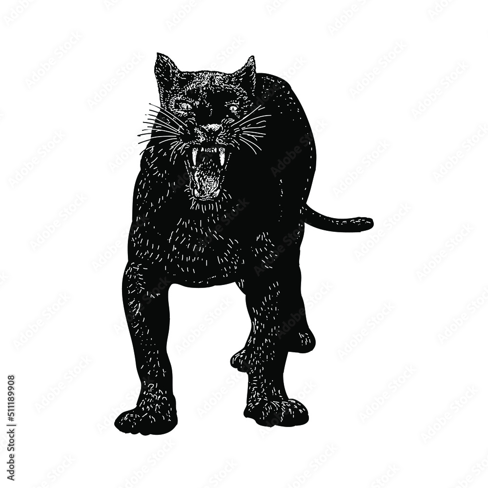 panther hand drawing vector illustration isolated on background panther hand drawing vector illustration isolated on background
