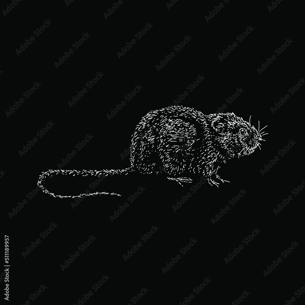 Water Vole hand drawing vector illustration isolated on black