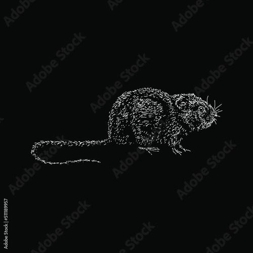 Water Vole hand drawing vector illustration isolated on black background