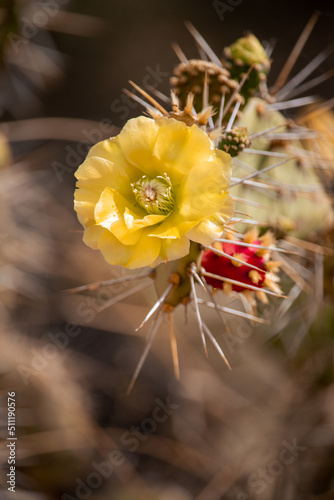 cactus flower in bloom photo