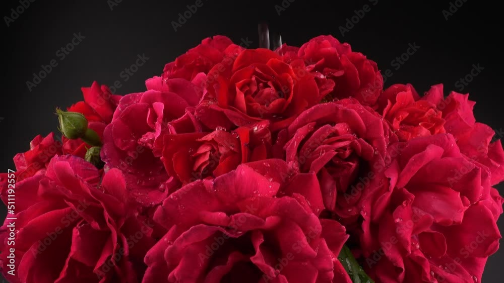 Falling drops of water on the buds of red roses. Shooting on a black background. Falling drops of water on the buds of red roses. Shooting on a black background.
