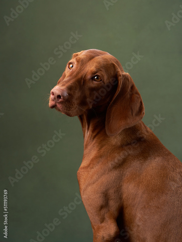 dog on green canvas background. Charming and emotional Hungarian Vizsla