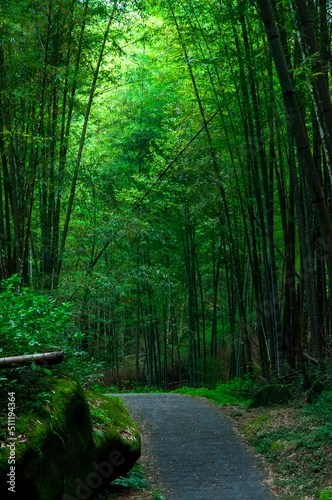 Fototapeta Naklejka Na Ścianę i Meble -  national forest, fresh, green, bamboo forest, bamboo