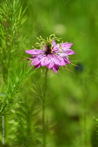 クロタネソウ（黒種草）Nigella