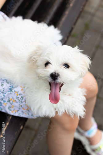 The Maltese lapdog is lying on the lap of a girl with her tongue sticking out
