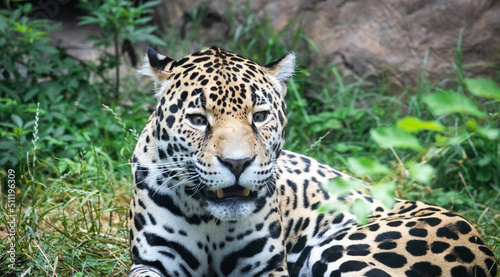 Jaguar from South American as zoo specimen in Birmingham Alabama.