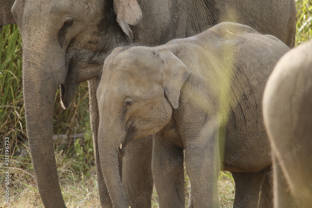 Fototapeta premium Sri lankan elephant