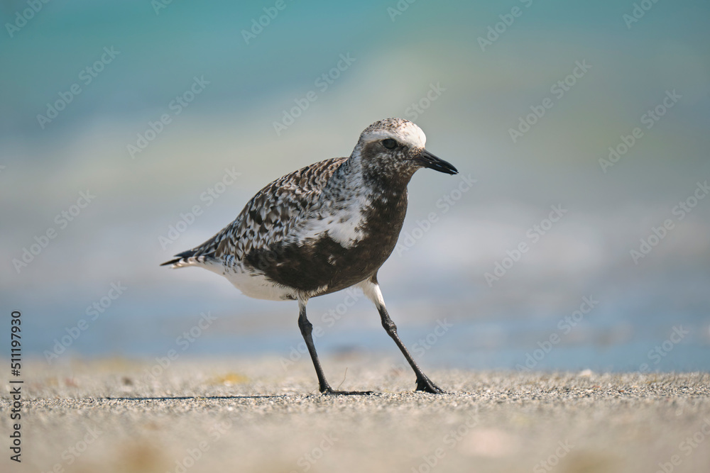 Black-Bellied Plover wild sea birdlooking for food on seaside in summer Black-Bellied Plover wild sea birdlooking for food on seaside in summer