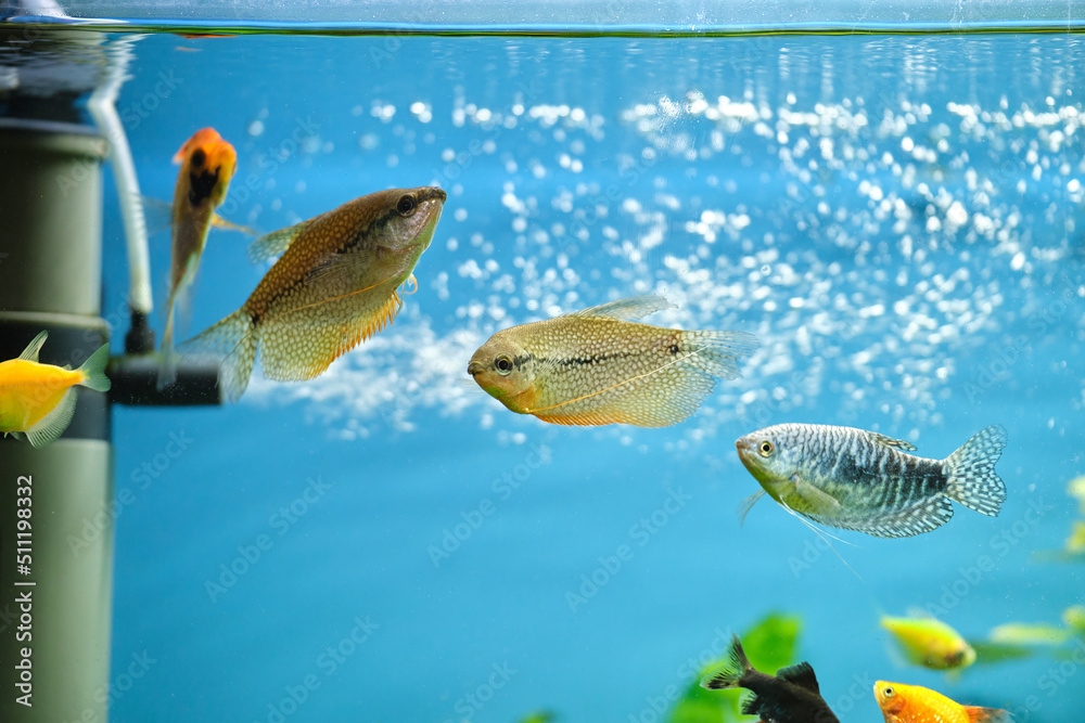 Colorful exotic fish swimming in deep blue water aquarium with green tropical plants