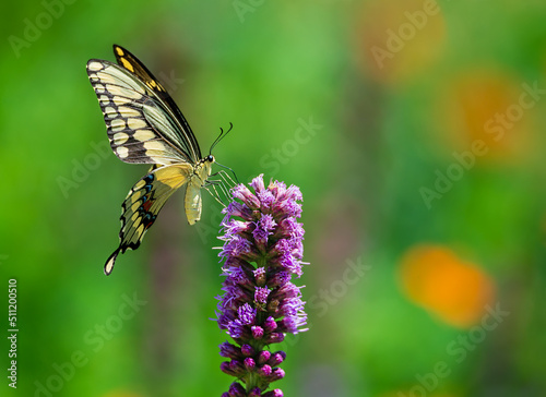 Giant swallowtail butterfly (Papilio cresphontes) feeding on purple Gayfeather flower in the garden. Natural green background with copy space.