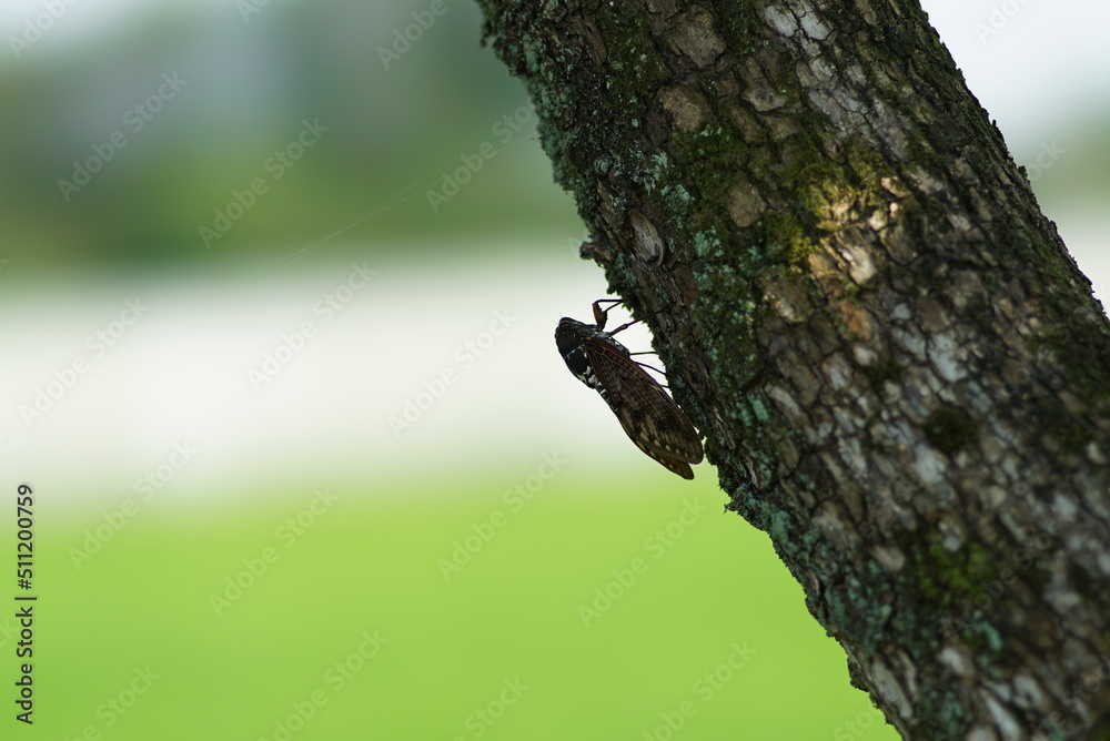 Obraz premium セミ