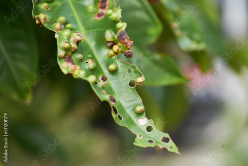 Guava rust symptoms on leaves