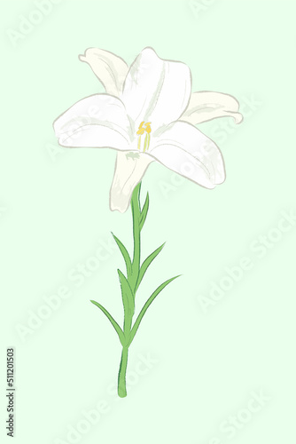 Fototapeta Naklejka Na Ścianę i Meble -  Close-up white lily flower on green background in vector flat illustration art design