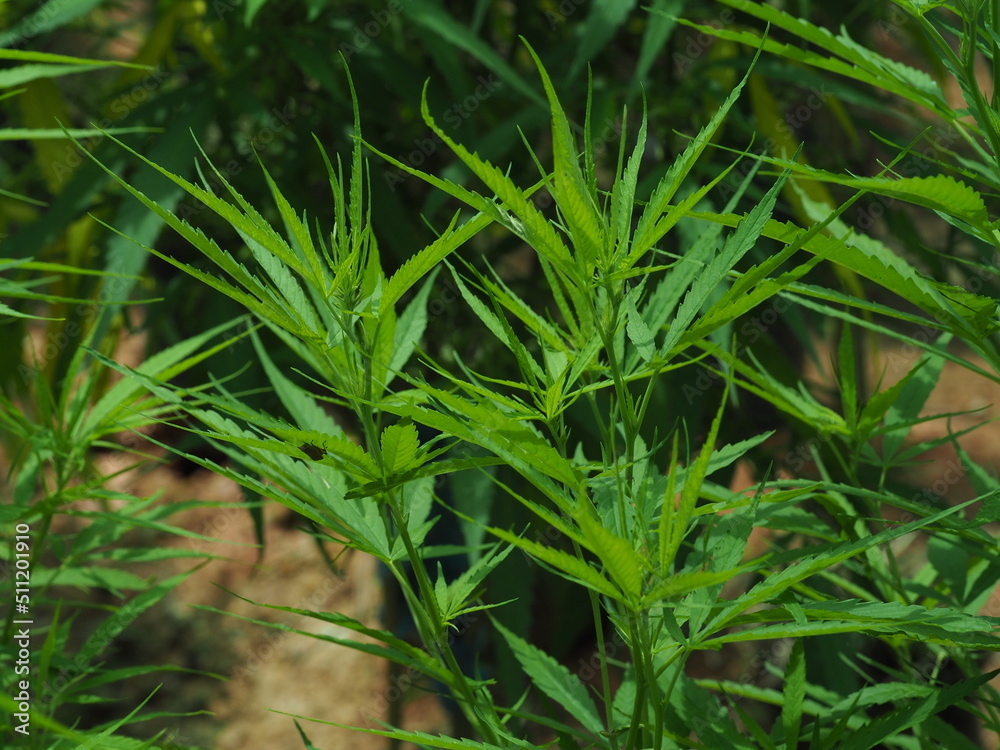 Ruderalis (Cannabis ruderalis) Ruderalis cannabis species has a source It originates in the central and eastern parts of Europe. It has a short stem that looks like a weed. The leaves are broad with 3 Ruderalis (Cannabis ruderalis) Ruderalis cannabis species has a source It originates in the central and eastern parts of Europe. It has a short stem that looks like a weed. The leaves are broad with 3