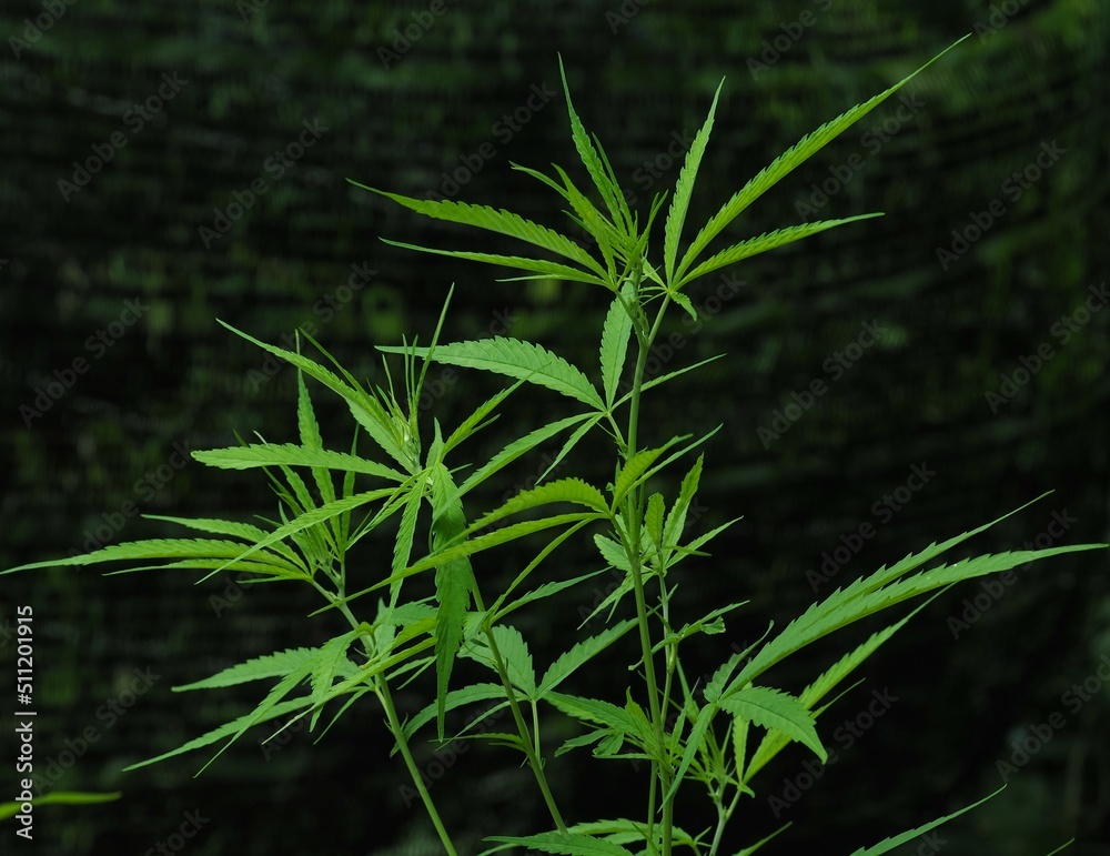 Ruderalis (Cannabis ruderalis) Ruderalis cannabis species has a source It originates in the central and eastern parts of Europe. It has a short stem that looks like a weed. The leaves are broad with 3