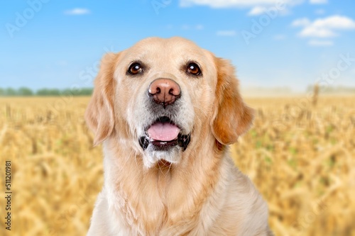 Beautiful young dog on outdoor background