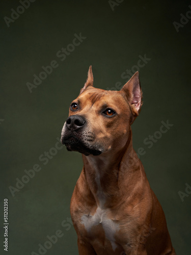 Portrait of a dog on a green canvas background. Staffordshire Terrier  American Pit Bull Terrier in studio