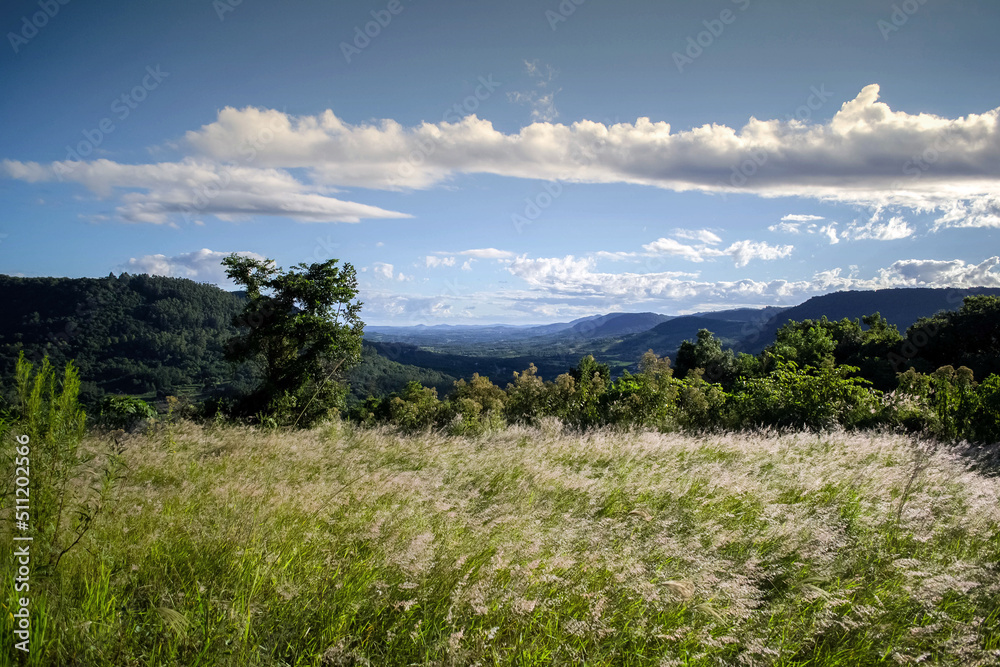 Beautiful landscape with grassy trees and mountains in the background in picada café , brazil 