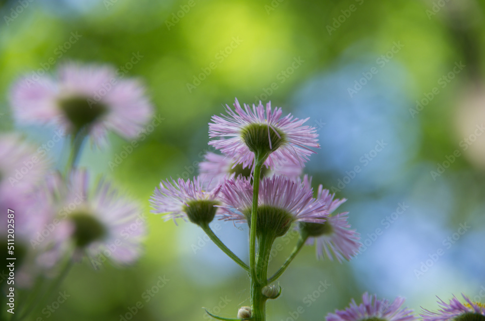 Obraz premium ハルジオン