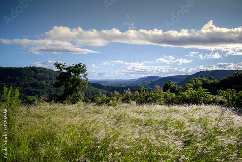 Beautiful landscape with grassy trees and mountains in the background in picada caf     brazil 