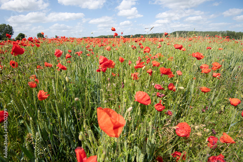 Wheat fields with poppies in Cambridgeshire, England
