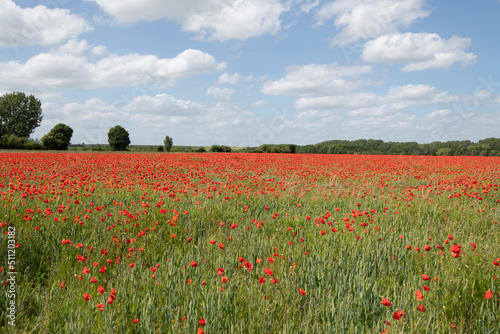 Wheat fields with poppies in Cambridgeshire  England