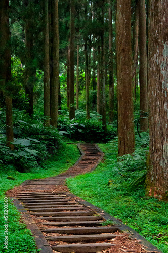 Taiwan, Xitou, forest, protected area, forest trail photo